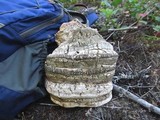 Fomitopsis officinalis image