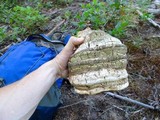 Fomitopsis officinalis image