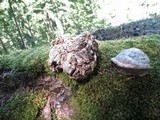 Fomitopsis officinalis image