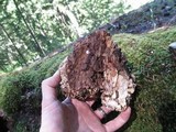 Fomitopsis officinalis image