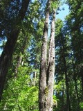 Fomitopsis officinalis image