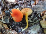 Hygrocybe marchii image