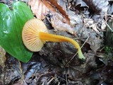 Hygrocybe marchii image