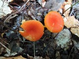 Hygrocybe marchii image