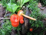 Hygrocybe miniata image