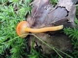 Hygrocybe miniata image