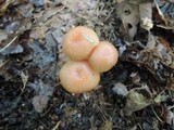Hygrocybe laeta var. laeta image