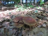 Psathyrella delineata image