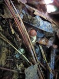 Psathyrella delineata image