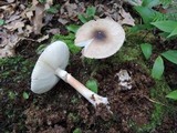 Amanita solaniolens image