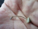 Mycena amicta image