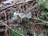 Mycena amicta image
