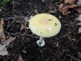Amanita praecox image