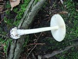 Amanita praecox image