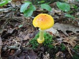 Amanita frostiana image