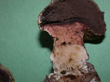 Scleroderma areolatum image