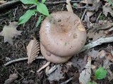 Lactarius argillaceifolius image