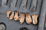 Craterellus foetidus image