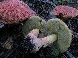 Xerocomus hortonii image