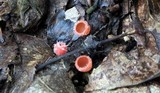 Microstoma floccosum image