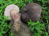 Tylopilus alboater image