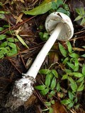 Amanita cylindrispora image