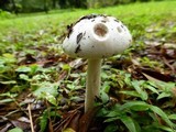 Amanita cylindrispora image