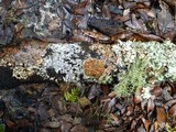 Ramboldia russula image