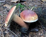 Boletus subcaerulescens image