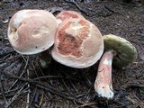 Boletus subcaerulescens image