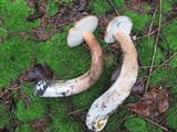 Boletus subcaerulescens image