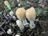 Amanita velatipes image