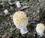 Amanita velatipes image