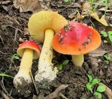 Amanita parcivolvata image