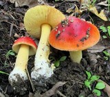 Amanita parcivolvata image