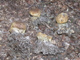 Scleroderma areolatum image