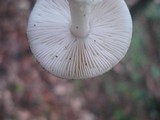 Amanita solaniolens image