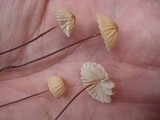 Marasmius siccus image