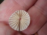Marasmius siccus image