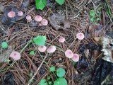 Marasmius pulcherripes image