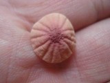 Marasmius pulcherripes image