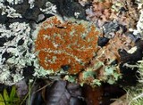 Ramboldia russula image