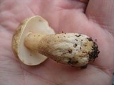 Gyroporus castaneus image