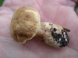 Gyroporus castaneus image