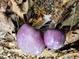 Cortinarius iodes image