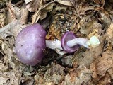 Cortinarius iodes image