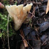 Image of Gloeocantharellus pallidus