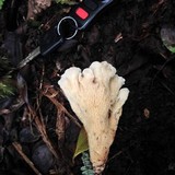 Gloeocantharellus pallidus image