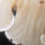 Gloeocantharellus pallidus image