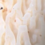 Gloeocantharellus pallidus image